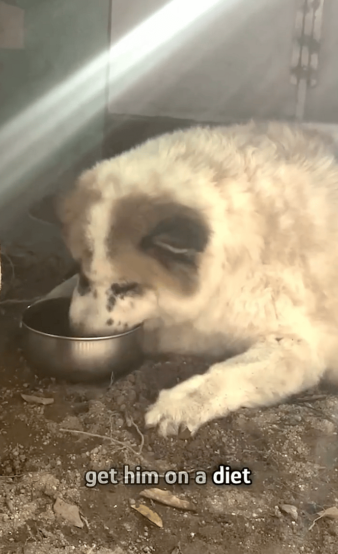 Overfed to the Point of Collapse, This Street Dog's Comeback Will Leave You in Tears